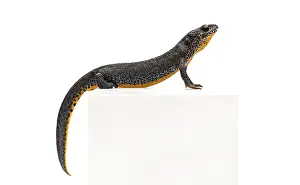 Alpine Newt, Ichthyosaura alpestris