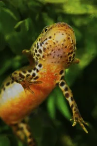 Alpine newt (Mesotriton alpestris) neotenic juvenile