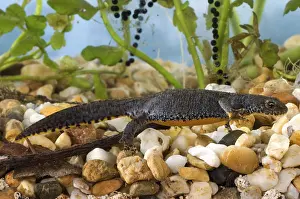 Alpine newt (Triturus alpestris), female