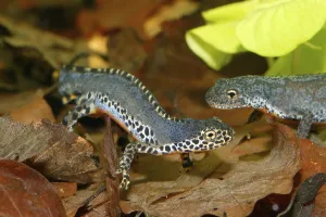 Alpine newt (Triturus alpestris) underwater