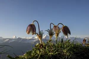 Alpine pasqueflower (Pulsatilla alpina) with the Bernese Alps in the background