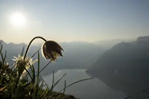 Alpine pasqueflower (Pulsatilla alpina) with the Bernese Alps in the background