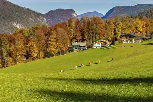 Alpine pasture above Berchtesgaden