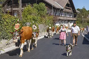 Alpine pasture descent through the village of Terfens