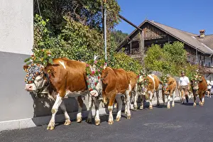 Alpine pasture descent through the village of Terfens