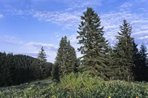 Alpine pasture in summertime, Rofan Range