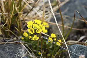 Alpine rock flower (Draba alpina)