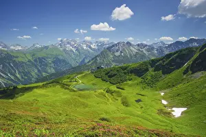 Category Mountain Landscapes Prints: Alpine rose blossom