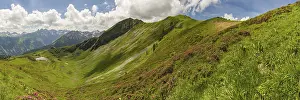 Category Mountain Landscapes Prints: Alpine rose blossom