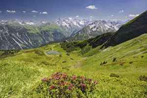Alpine rose blossom