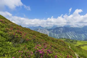 Alpine rose blossom, panorama from Fellhorn