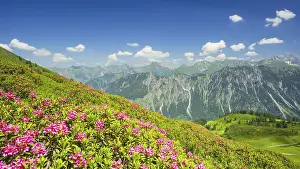 Category Mountain Landscapes Prints: Alpine rose blossom, panorama of the Fellhorn