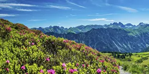 Category Mountain Landscapes Prints: Alpine rose blossom, panorama of the Fellhorn