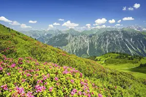 Category Mountain Landscapes Prints: Alpine rose blossom, panorama from Fellhorn