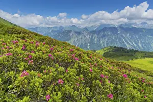 Category Mountain Landscapes Prints: Alpine rose blossom, panorama from Fellhorn