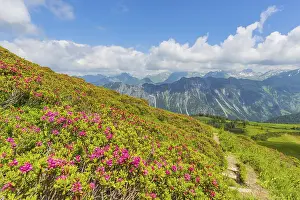 Category Mountain Landscapes Prints: Alpine rose blossom, panorama from Fellhorn