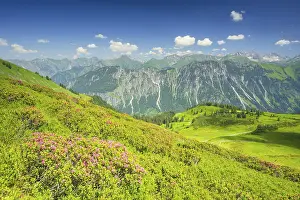 Category Mountain Landscapes Prints: Alpine rose blossom, panorama from Fellhorn