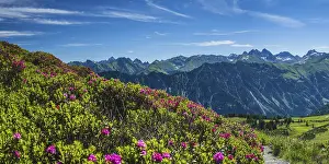 Category Mountain Landscapes Prints: Alpine rose blossom, panorama of the Fellhorn