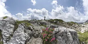 Category Mountain Landscapes Prints: Alpine rose blossom, rhododendron