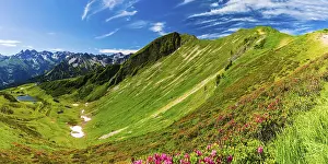 Category Mountain Landscapes Prints: Alpine rose blossom (rhododendron) on the Fellhorn