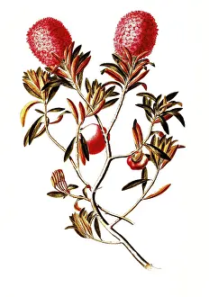Alpine rose, rhododendron ferrugineum