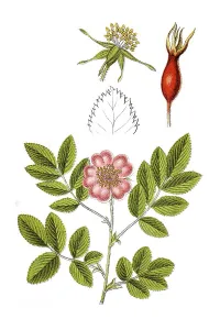 Alpine rose (Rosa pendulina), medicinal plant