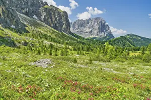 Alpine roses on the Gardena Pass