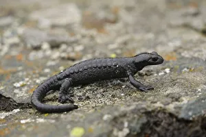 Alpine salamander (Salamandra atra)