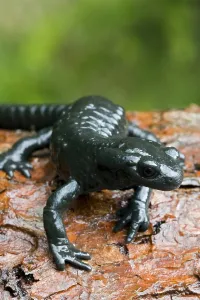 Alpine Salamander (Salamandra atra)