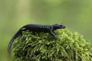 Alpine salamander (Salamandra atra)