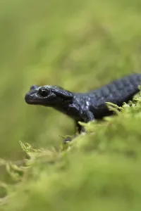 Alpine salamander (Salamandra atra)