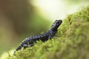 Alpine salamander (Salamandra atra)