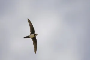 Alpine swift (Apus melba) adult