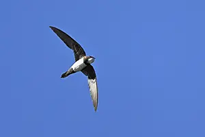 Alpine swift (Apus melba), adult