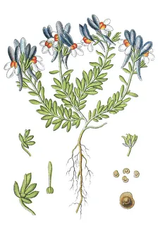 Alpine toadflax (Linaria alpina)
