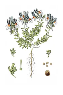 Alpine Toadflax (Linaria alpina)