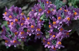 Alpine Toadflax (Linaria alpina)