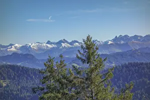 Alpine view with snow-capped peaks under clear skies through thick fir trees