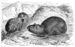 Alpine whistling hare, Lagomys alpinus