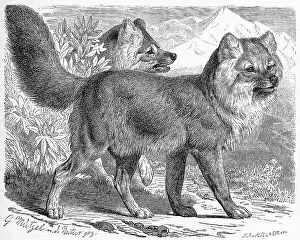 Alpine Wolf, dhole (Cuon alpinus)
