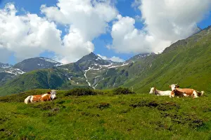 Alps in Austria, with cows in the foreground