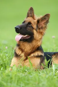 Alsatian lying