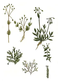 Alsine spergula, and Alsine verna verna