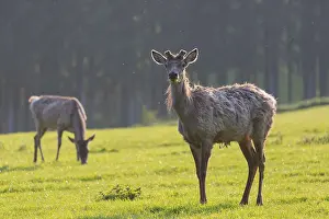 Altai maral, Altai wapiti or Altai elk