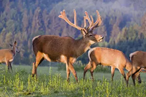 An Altai maral deer