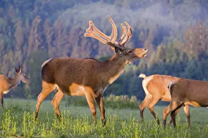 An Altai maral deer