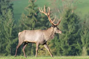 An Altai maral deer or Altai moose (Cervus canadensis sibiricus) crosses a meadow in the first light of day