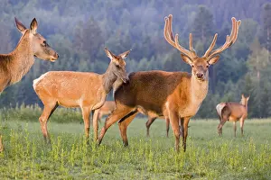 An Altai maral hind