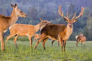 An Altai maral hind
