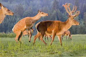 An Altai maral hind